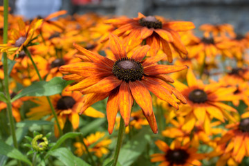 Rudbeckien (Rudbeckia) in Mainau