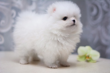 Chihuahua puppy spitz dog pet yorkshire terrier