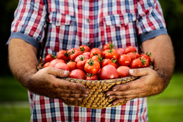 A basket full of red tomatoes held in man's hands.