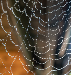 Spinnennetz mit Wassertropfen