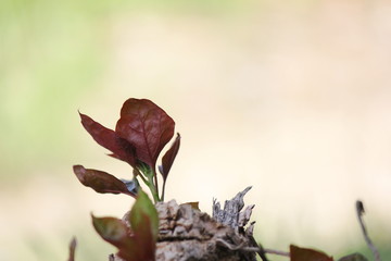 tree put forth fresh leaves .Selective focus
