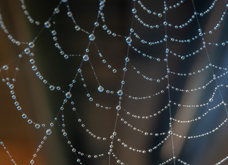 Spinnennetz mit Wassertropfen