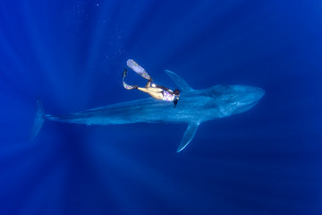 Blue Whale and A Freediver