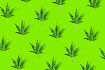 Fototapeta na wymiar Trendy sunlight CBD pattern with green leaf cannabis on a green background. Minimal CBD OIL concept