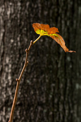 The young shoots of trees.