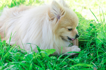 German Pomeranian spitz dog nibbles a bone. stick for brushing teeth. daily oral care. hard to reach teeth.