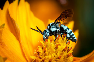 Image of neon cuckoo bee (Thyreus nitidulus) on yellow flower pollen collects nectar on a natural background. Insect. Animal.