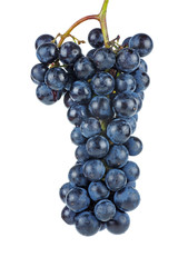 Dark blue grape isolated on white background