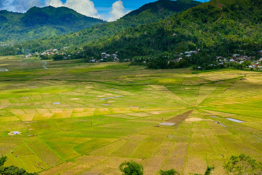 Cancar Spider web Flores Island