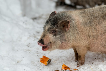 Pigs Vietnamese pig for a walk.