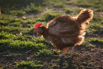 Summer morning in the chicken yard