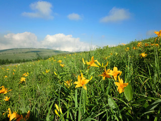 ビーナスラインのニッコウキスゲ