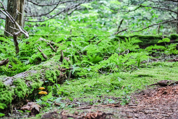 Fototapeta premium Asheville NC Mountains Woods Green Moss on Trees Stumps 