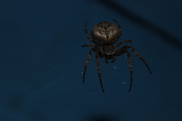 Spider 