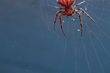 spider