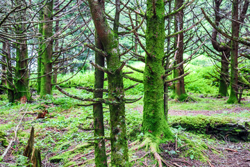 Naklejka premium Asheville NC Mountains Woods Green Moss on Trees Stumps 