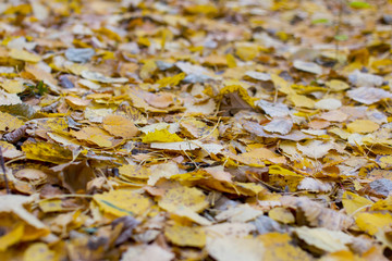 Yellow autumn leaves. Indian summer.