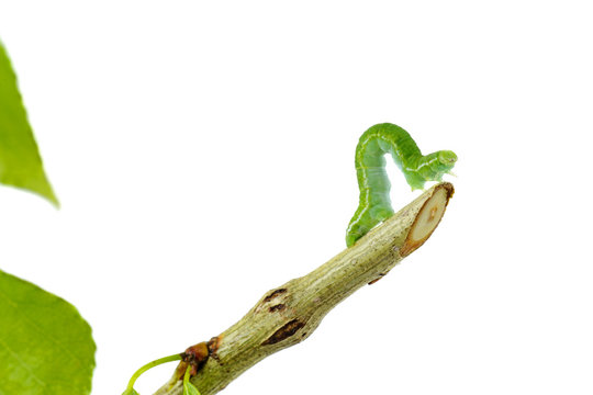 Inchworm geometer moth larvae walking on stem isolated on white background