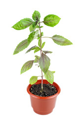 Basil herb in brown plastic pot isolated on white background