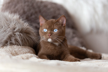 Exclusiv  cinnamon BKH Katze mit blauen Augen