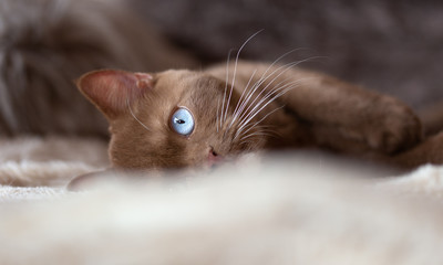 Katze auf Couch mit blauen Augen in cinnamon - edel - BKH Rassekatze