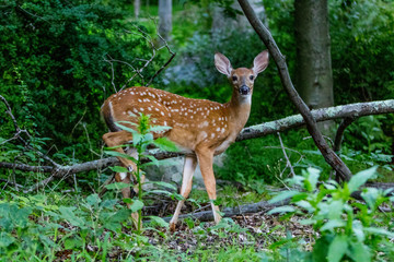 Roadside Whitetail Deer, a Fawn