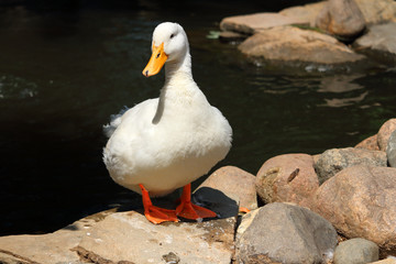 white duck standing on rocks