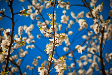 White flowers in spring