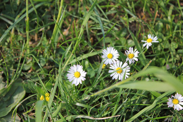 daisies on a sunny day in summer