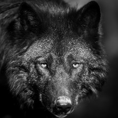 Portrait of black wolf in the forest © AB Photography