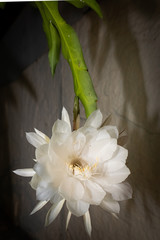 Epiphyllum oxypetalum