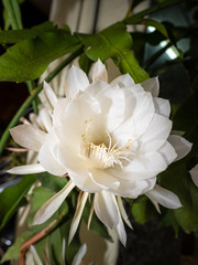 Epiphyllum oxypetalum
