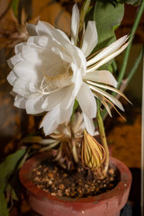 Epiphyllum oxypetalum