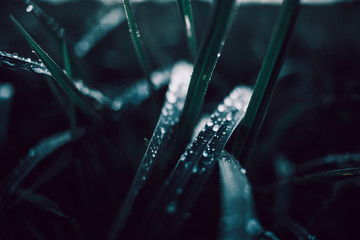 grass
