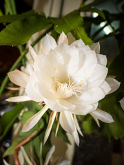 Epiphyllum oxypetalum