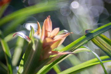 Curcuma alismatifolia Zingiberaceae flower plant over bubble bokeh as background