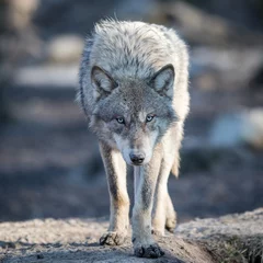 Deurstickers Portret van grijze wolf in het bos © AB Photography