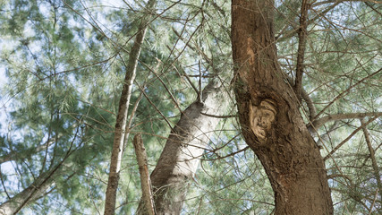 The trunk of the pine tree