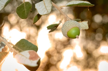 Acorn on the sunset tree.