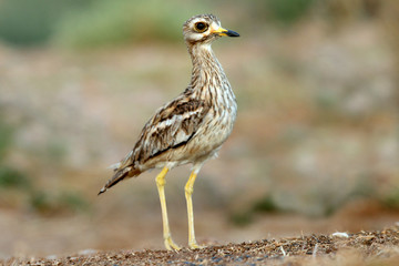 Stone-curlew, Burhinus oedicnemus, birds