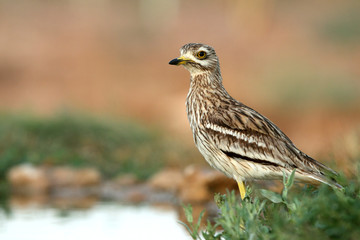 Stone-curlew, Burhinus oedicnemus, birds