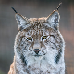 Obraz premium Portrait of lynx