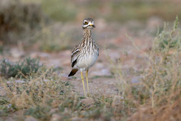 Stone-curlew, Burhinus oedicnemus, birds