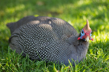 Guinea Fowl 