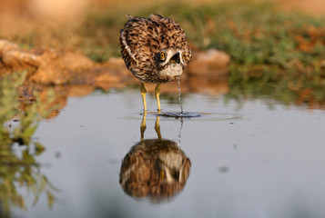 Stone-curlew, birds, Burhinus oedicnemus