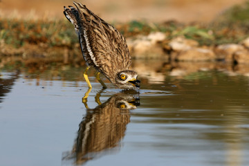 Stone-curlew, Burhinus oedicnemus, birds
