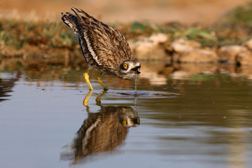Stone-curlew, Burhinus oedicnemus, bird