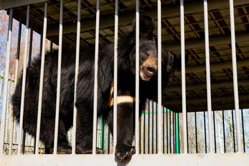 Himalayan bear in a cage. Asiatic black bear in captivity at the zoo. Iron cage.