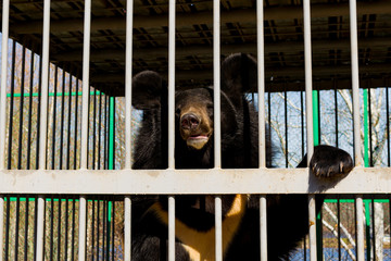 Himalayan bear in a cage. Asiatic black bear in captivity at the zoo. Iron cage.