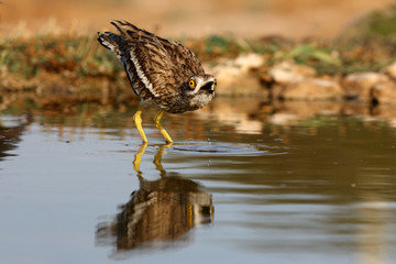 Stone-curlew, Burhinus oedicnemus, birds